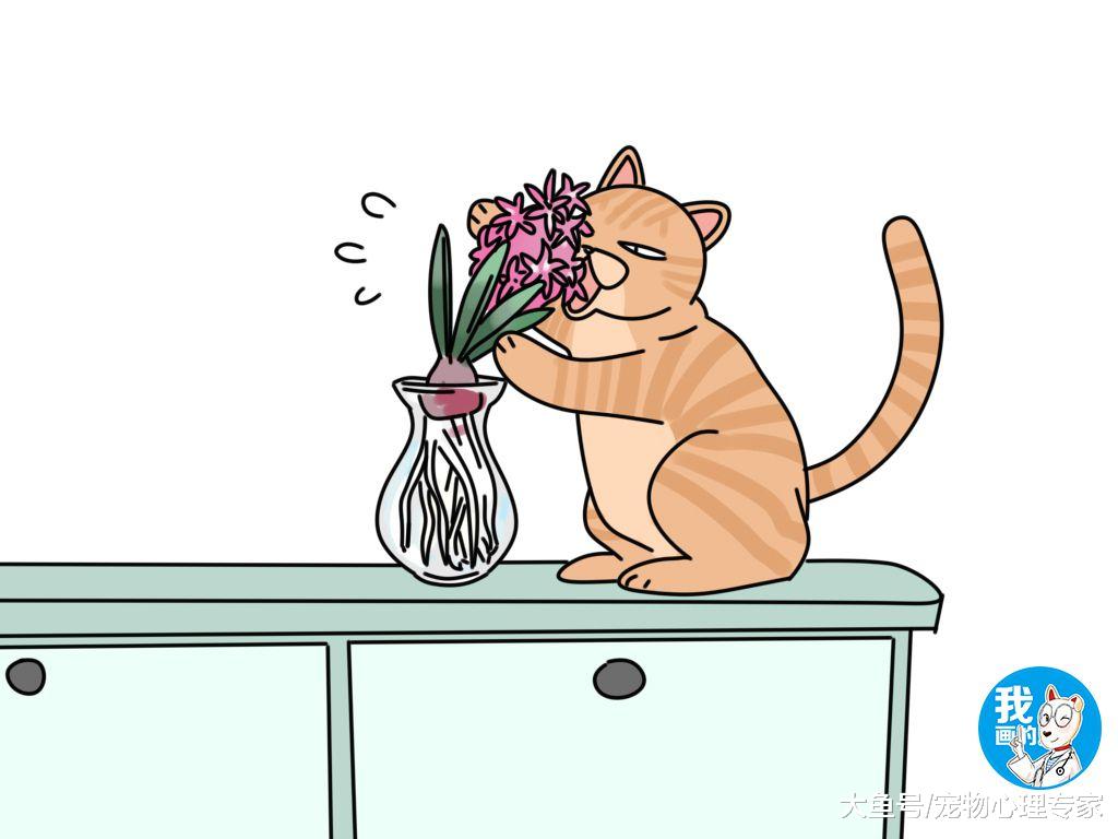 辟谣：猫咪肾衰全怪它自己不懂养生？这是你家猫主子背过最大的锅