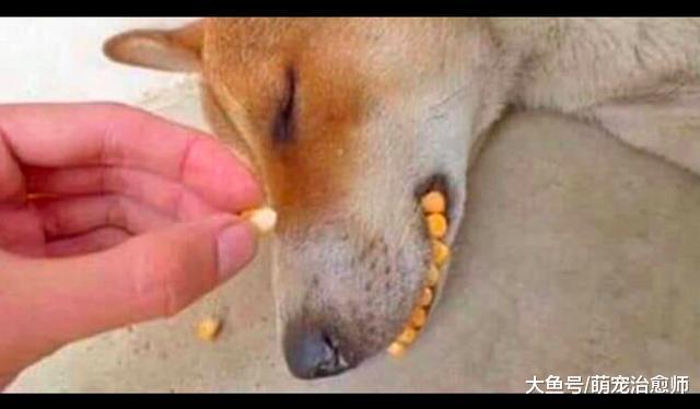 網友趁狗狗睡著時，將玉米粒塞在它的嘴邊，這鑲牙技術不錯嘛！
