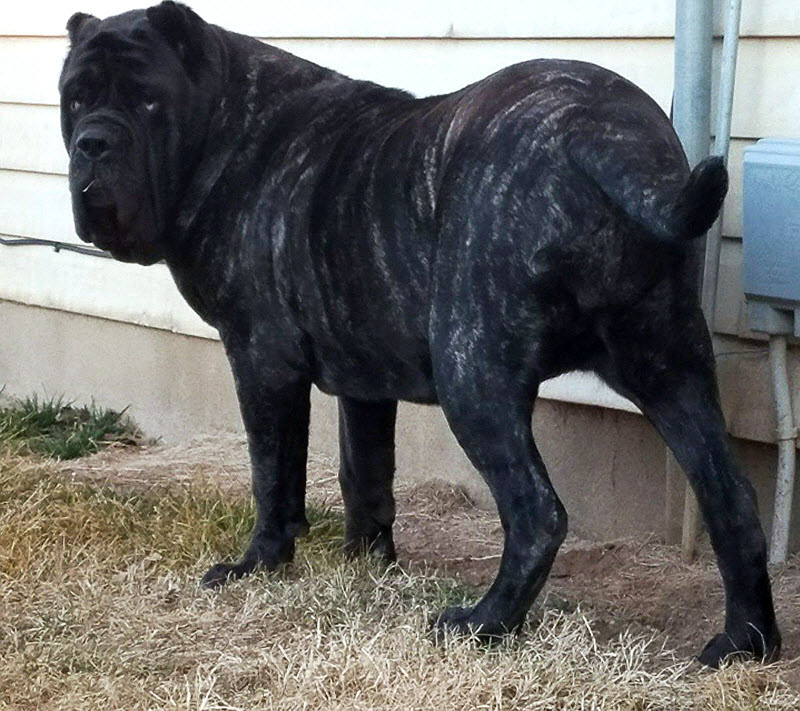 世界上最大的小狗已经1.8米高，仍然在生长