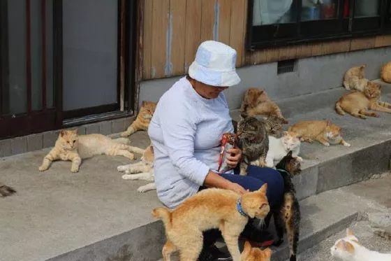 生活在猫岛的一老奶奶，每天被一群猫叫醒，这是什么快乐人生啊！