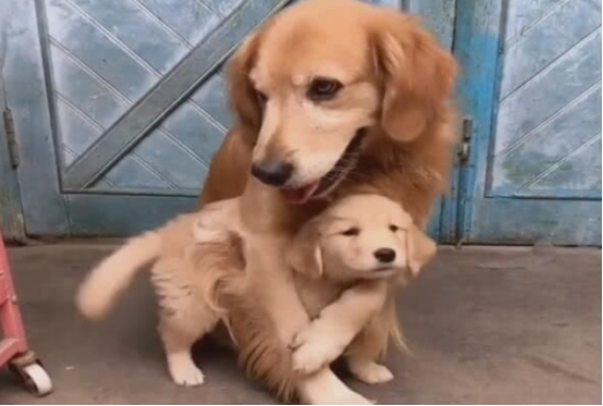 小奶狗与狗妈妈走散，好心网友帮小狗找到妈妈，狗妈妈竟感动到落泪