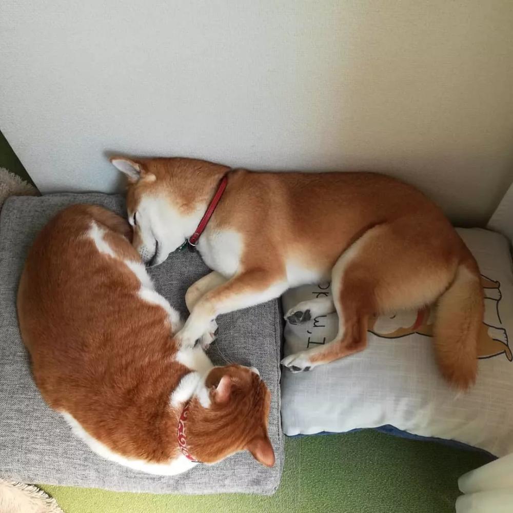 猫狗双全！家有柴犬和橘猫的这位铲屎官真是让人羡慕