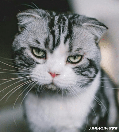 ?想要猫咪的寿命更加长久，这3件事情最好别做！希望你能够知道