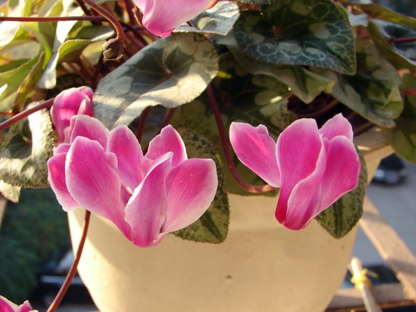 仙客来烂根的原因有哪些，这里知道来看看吧