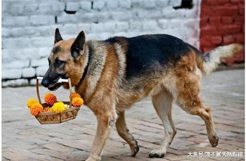 大部分人养的德牧都是串串，纯种的有5个特征，你家的有几个？