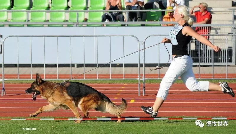 德牧传奇 狼王VA1威嘎斯VA1 Vegas du Haut Mansard