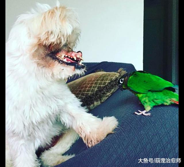 40多天大的狗狗被人故意潑上硫酸，臉部嚴重毀容已做數十次手術！