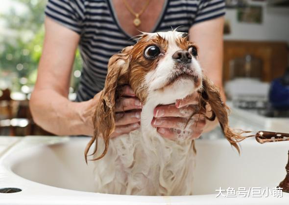 狗狗不喜欢洗澡怎么办？这六个方法，可以让它接受自己被丢进浴缸