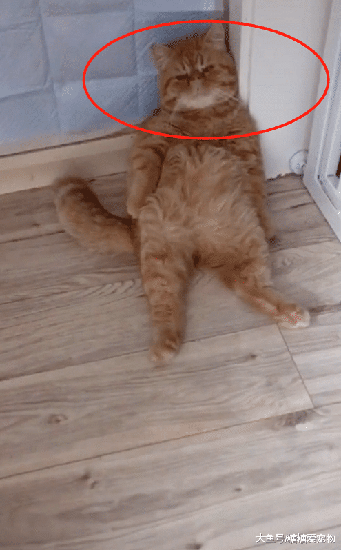 橘猫“大佬瘫”，jiojio却无处安放，猫：我太难了