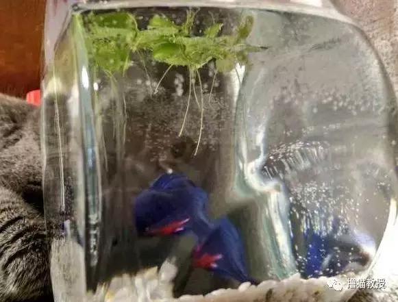 當家里有了魚缸后，貓咪就當電視看上癮了