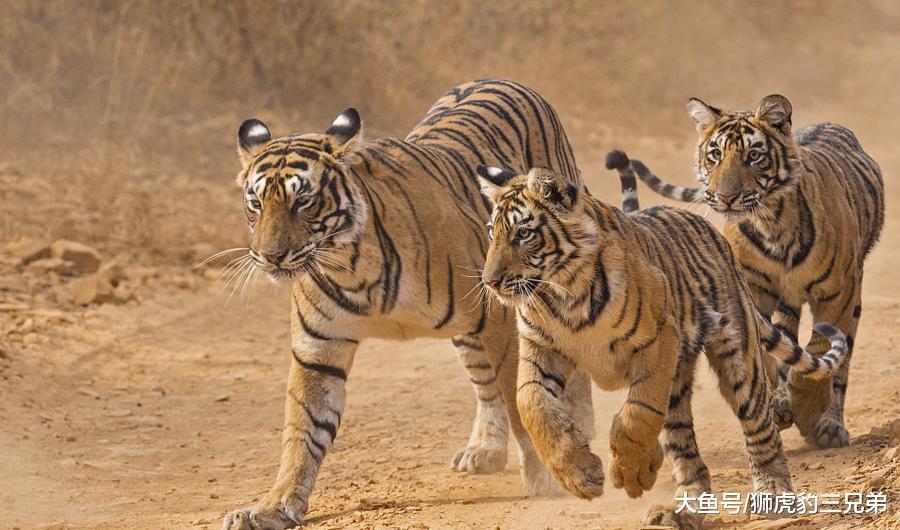 全部老虎亚种, 算上已经灭绝了的, 哪种老虎最凶猛?
