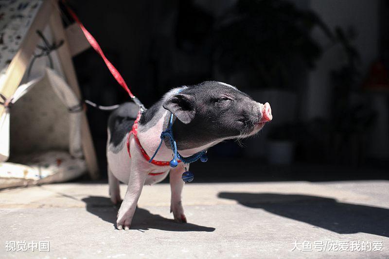 谁说猪猪就是粗鲁的动物？你看，它也可以活得很精致啊！