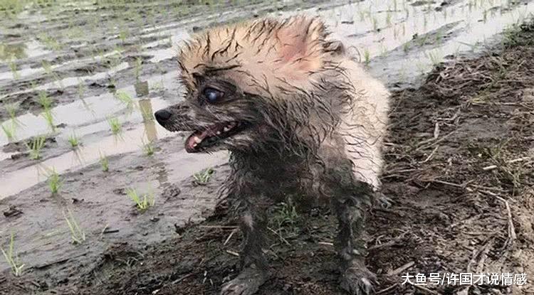 铲屎官带博美去农村玩，狗子冲进泥塘秒变“平头哥”