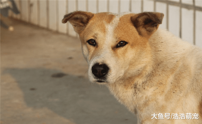 打狗能起到效果嗎？最好不要打，不然會出現5種“可怕的”后果