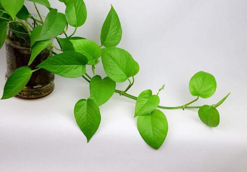 花卉养护管理方法是什么? 有哪些值得学习？