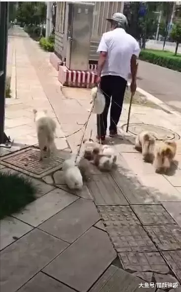 网友一开始以为老爷爷提着塑料袋子在遛狗, 走近一看忍不住笑喷了