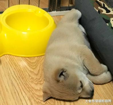 小柴犬一整天不吃不喝昏昏欲睡，以为病了，送去医院检查，结果笑翻