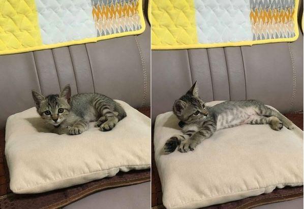 刚把猫咪带回家，爸妈还威胁有它无我，两个月后却整天围着猫咪转