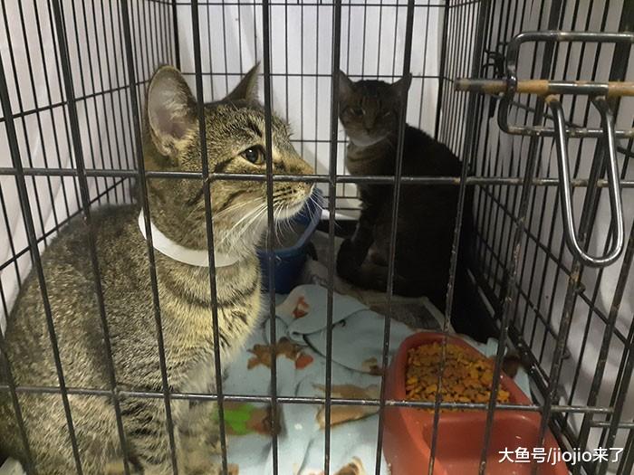 美国爱猫新“操作”！警察局竟让司机通过捐赠猫粮来支付罚单……