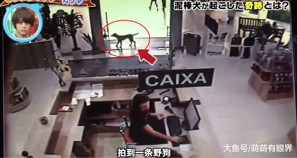 一条流浪狗靠盗窃改变狗命，被上百人争着领养，网友：知识改变命运