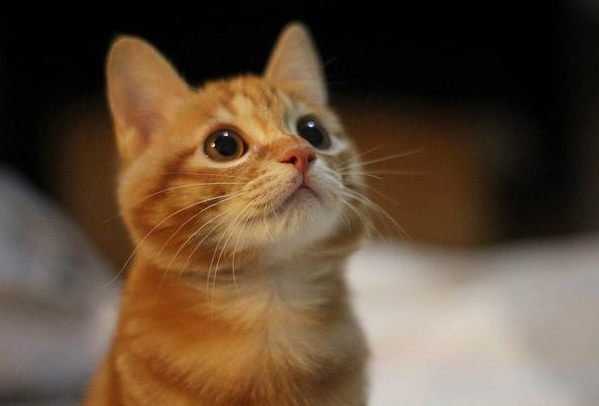 想知道你的猫爱不爱你？有这三大表现，爱你无疑！