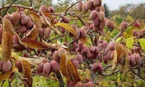 别再种玉米了，此树我国独有，比“猪肉”还贵，来年轻松开宝马！