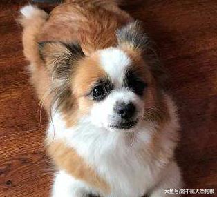 惩罚蝴蝶犬时，这5件事情，家长们一定要注意