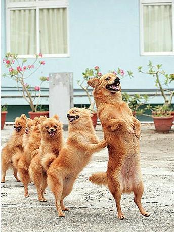 萌宠，无下限！各种搞笑萌宠来袭！