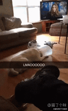 出去耍忘记给狗子喂饭了，然后回来这个样子