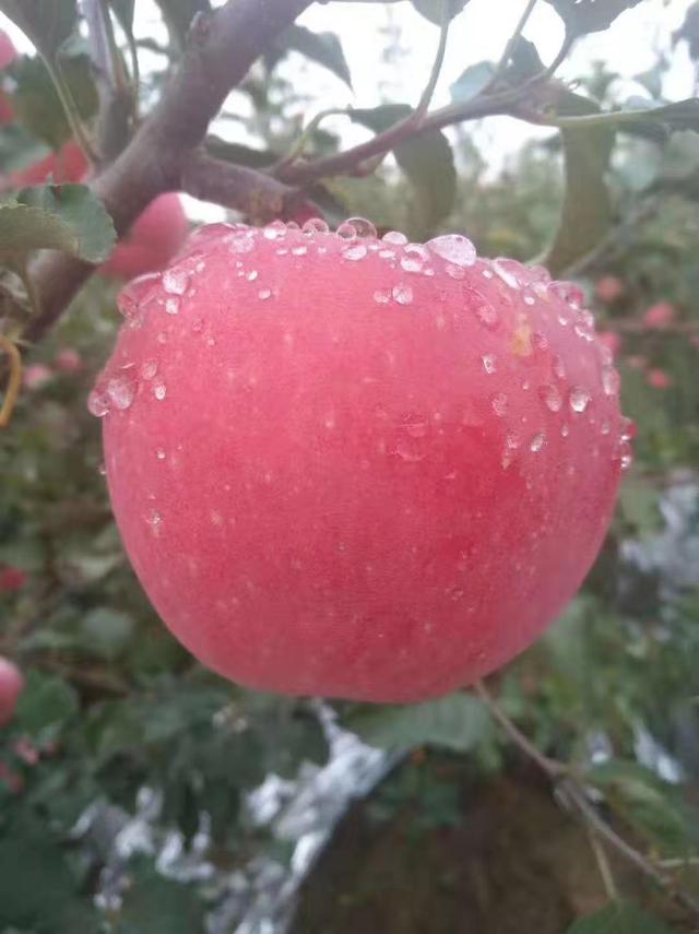 歪瓜裂枣才好吃？新疆“阿克苏”苹果卖相虽丑，却比红富士花牛甜多了