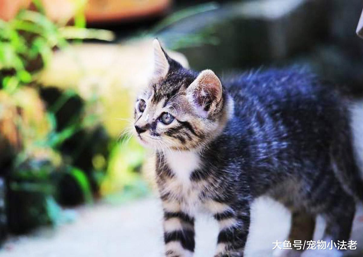 这种猫本应在家享受，但被虚荣心祸害，从而走上了一条“不归路”