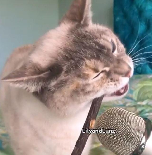 猫咪也能成为网络主播，只要在家吃东西，就能让观众们觉得满足