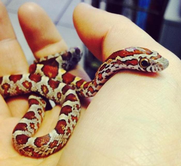 饲养玉米蛇攻略：爱它，就要低调奢华有内涵