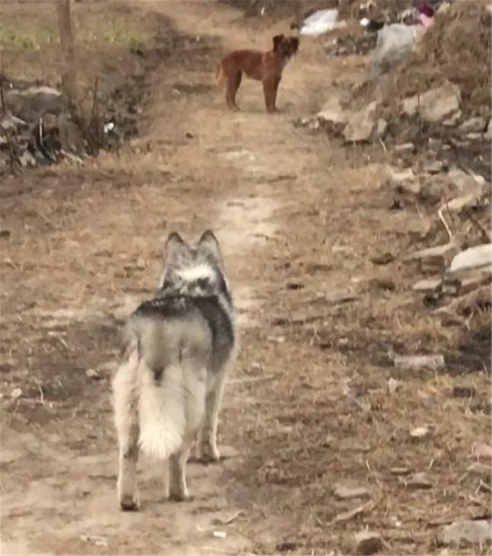 二哈回鄉欺負小黃狗，黃狗一見二哈夾尾巴就跑，黃狗：哪來的二貨