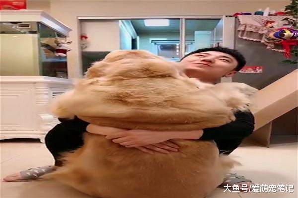 網友陪120斤的金毛玩耍，結果撒嬌要主人抱，還以為自己是小奶狗
