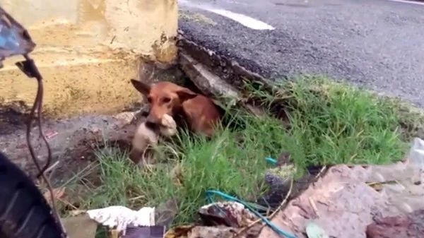 暴雨侵袭！骨瘦如柴的流浪狗妈妈拼老命成功救下自己的5个孩子！