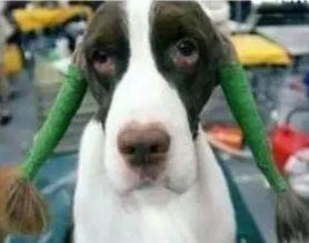 听说装饰是装修公司表情图，哈哈哈~~真的吗？