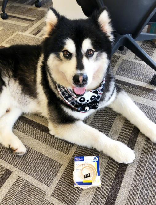 狗狗需要文明的养，这四件事就是在害它们，宠主不能做！