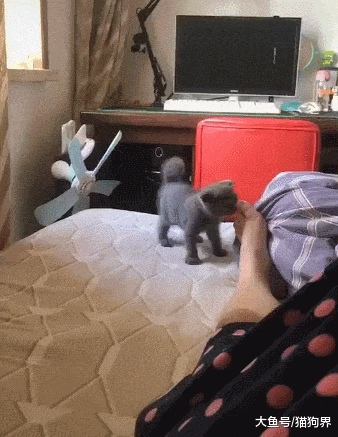 猫咪闻了一下铲屎官的脚，就走出了醉醺醺的步伐，猫：哎呦上头了