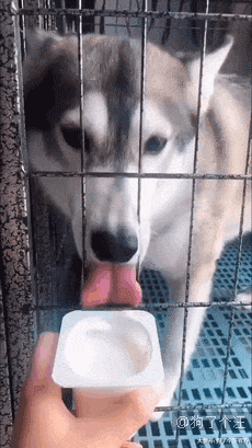 家里的鸡出事了，狗根本没在慌的