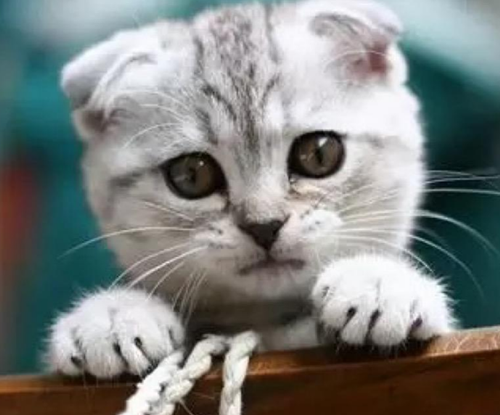 折耳猫一直流眼泪有泪痕，猫咪有泪痕可以消掉吗？