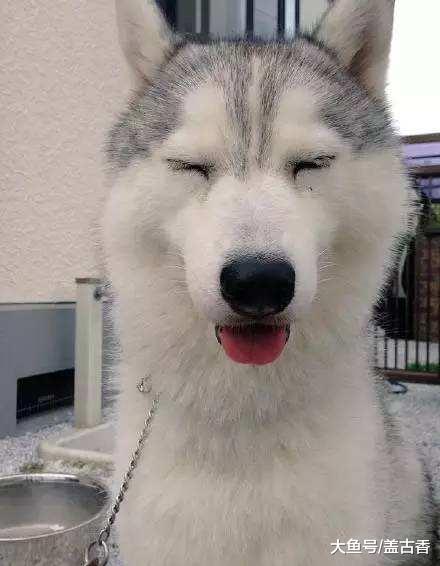 哈士奇一窝生了七个小二哈，主人心想一只2000元要赚发，数月后却表示快破产了