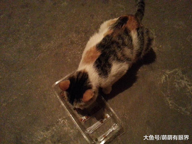 因垃圾分类被饿得瘦骨嶙峋的流浪猫，抱人大腿求得领养后，报恩方式略显无奈