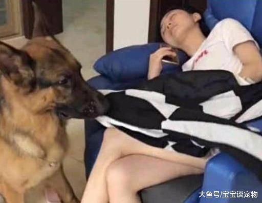 女主人睡着，狗狗做出这样的表现，果然养狗不养男朋友