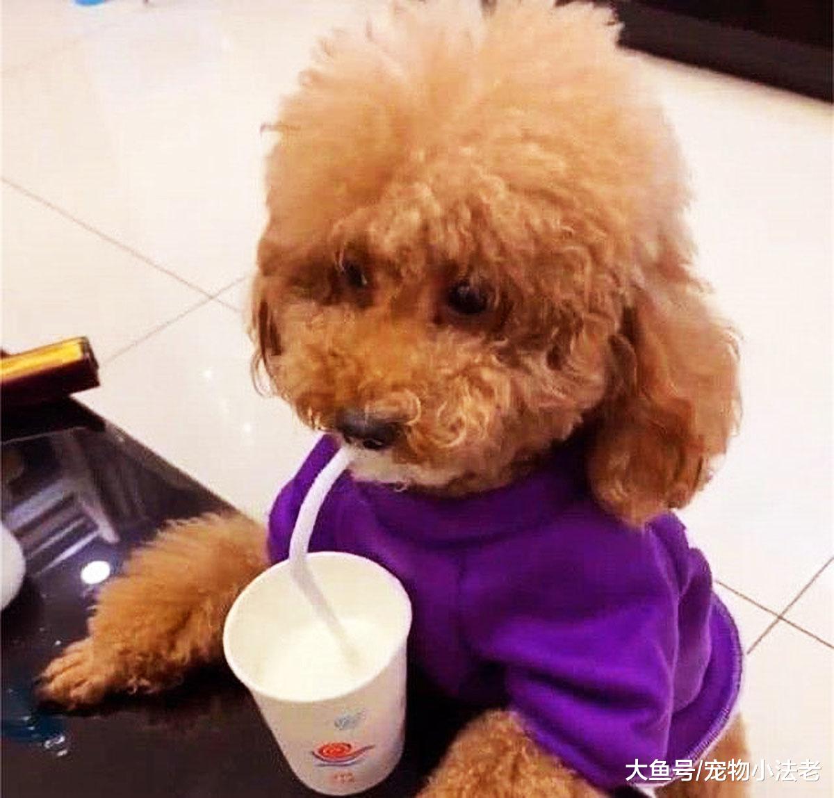 给狗补营养，真的可以用“这个”代替羊奶吗？这很容易让狗狗中毒