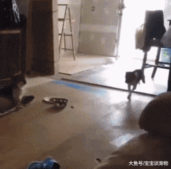 国外一主人说自家的狗子和猫咪特别有夫妻相