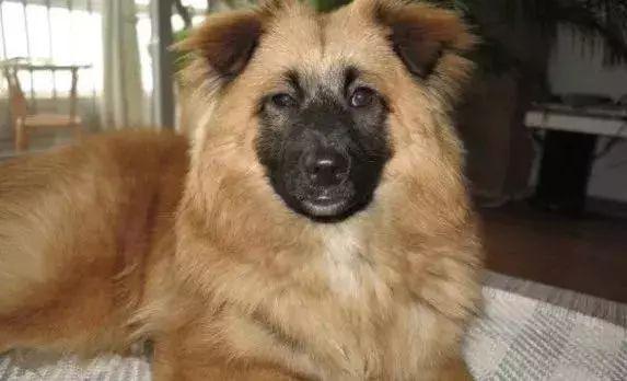 狗狗为什么总爱趴在铲屎官脚背上？知道原因后主人很愧疚！