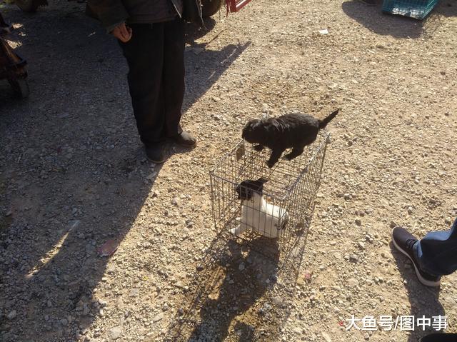 在狗市, 只要30元一只的中华田园幼犬, 为何半天无人购买?