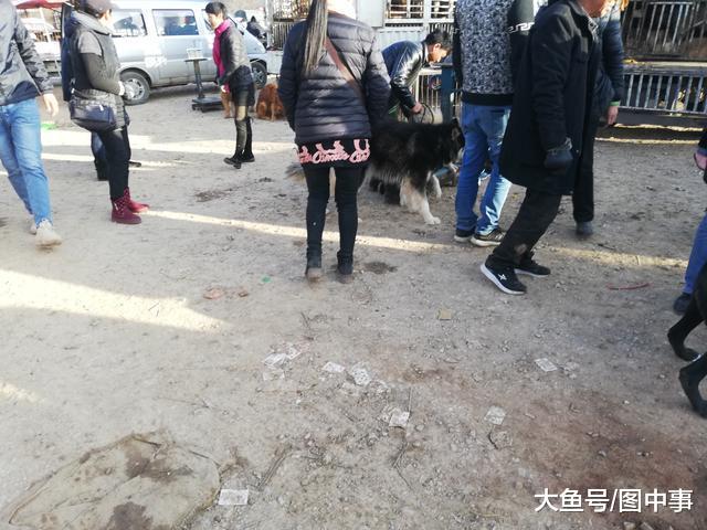 男子本打算将阿拉斯加当肉狗卖, 因商贩开价太低买主辗转多家!