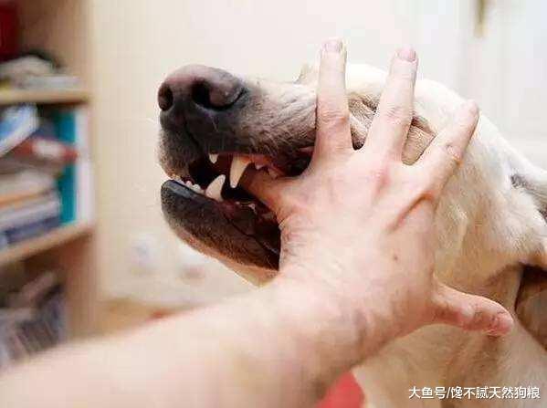 不想被狗狗咬？劝你别对它做这5件事，否则就别怪它了！